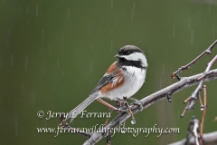 chestnut-backed-chickadee2