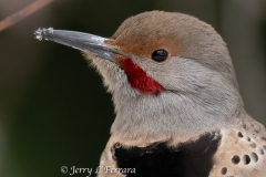 northern-flicker2