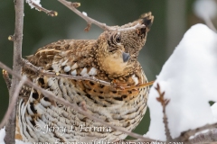 ruffed-grouse