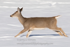 white-tailed-deer