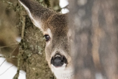 white-tailed-deer2