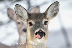 white-tailed-deer22