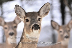 white-tailed-deer23
