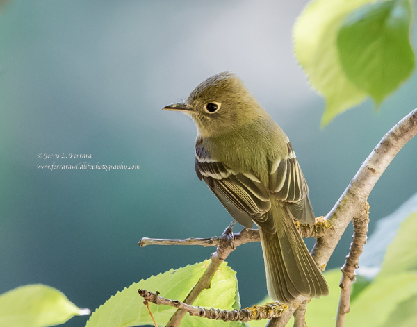Pacific-slope-Flycatcher