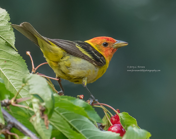 Western-Tanager