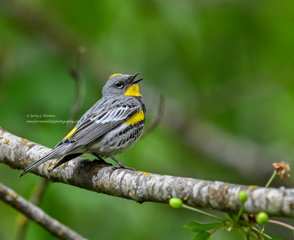 Yellow-rumped-Audubons-Warbler