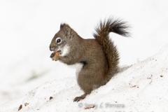 American-Red-Squirrel