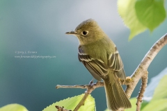 Pacific-slope-Flycatcher