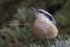 Red-breasted-Nuthatch