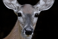 White-tailed-Deer