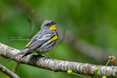Yellow-rumped-Audubons-Warbler