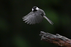 Black-capped Chickadee