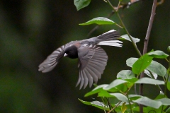 Dark-eyed Junco