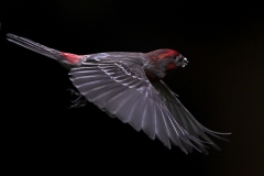 House Finch