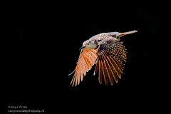 Northern Flicker