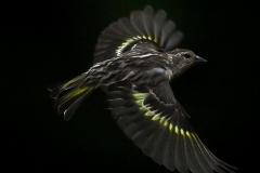 Pine Siskin