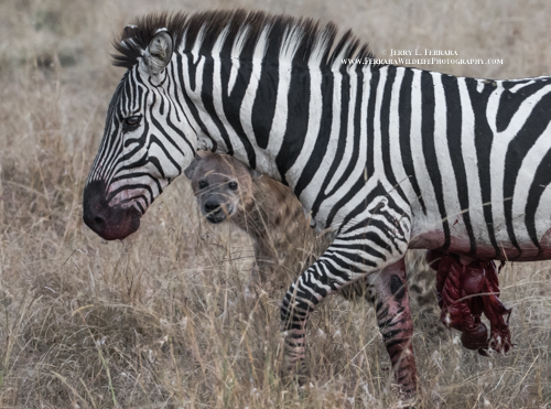 Burchell's Zebra and Spotted Hyena