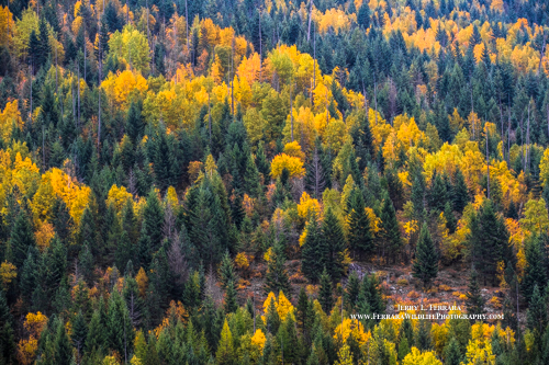 Idaho Scenic