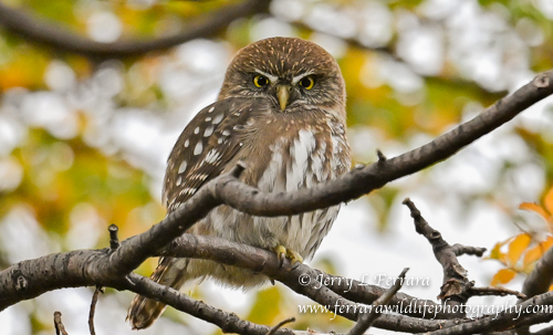 Southern or Austral Pygmy Owl