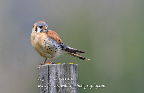 American Kestrel