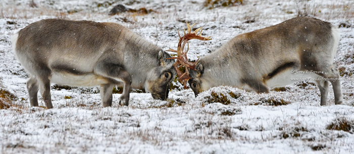 Svalbard Reindeer