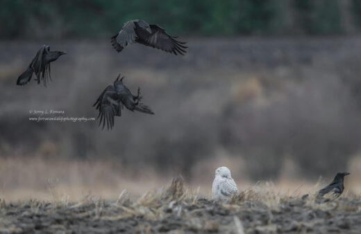 Snowy Owl and Ravens