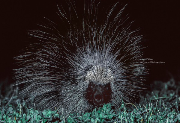 Porcupine