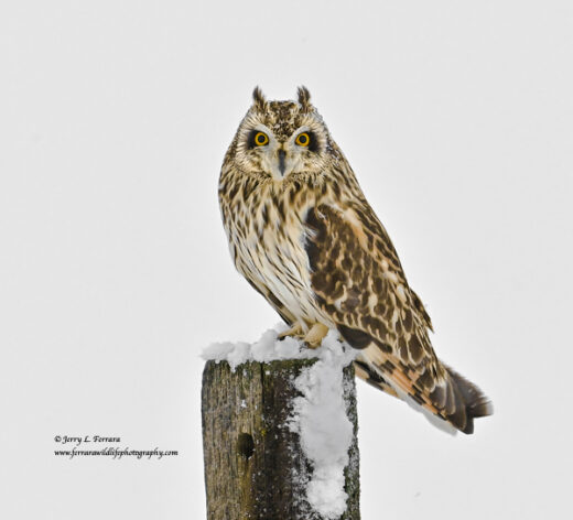 Short-eared Owl