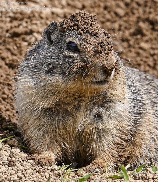 Columbian Ground Squirrel