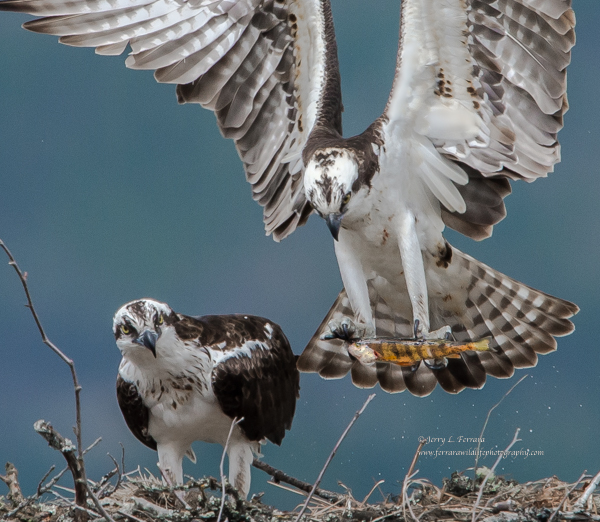 Osprey