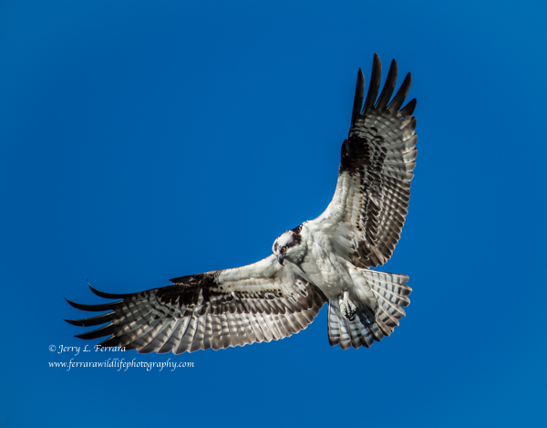 Osprey