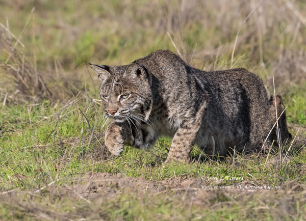 Bobcat