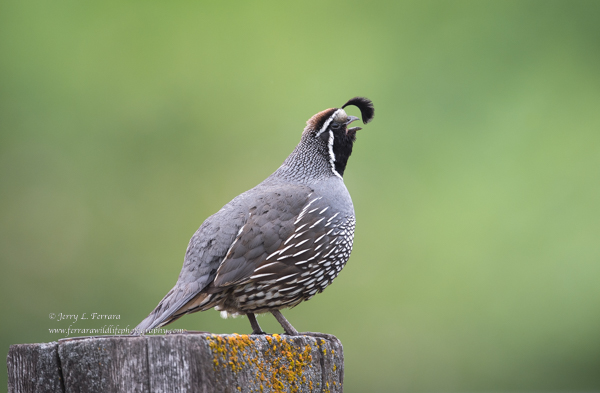 California Quail