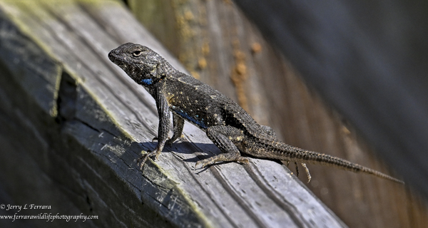 Fence Lizard