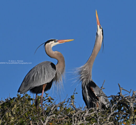 Great Blue Heron