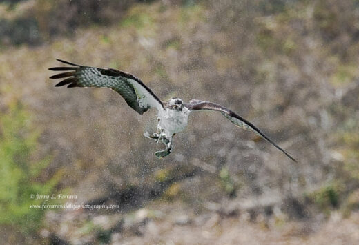 Fish Hawk [Osprey]