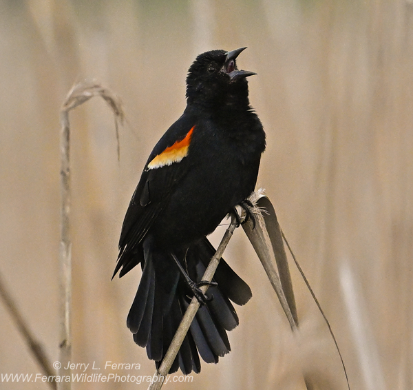 Red-winged Blackbird