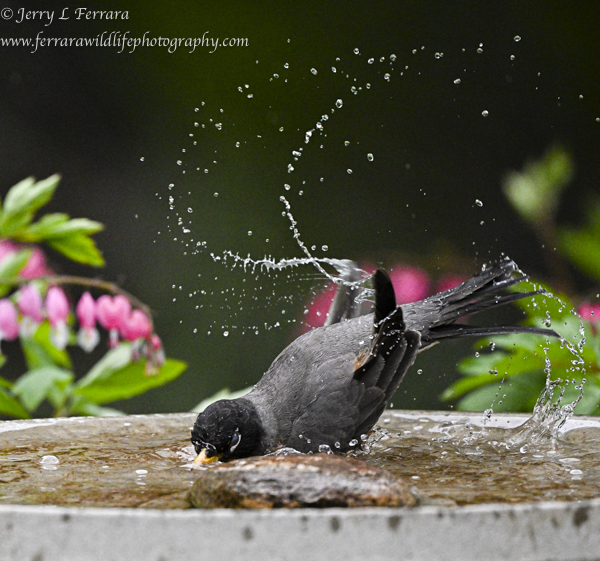 American Robin