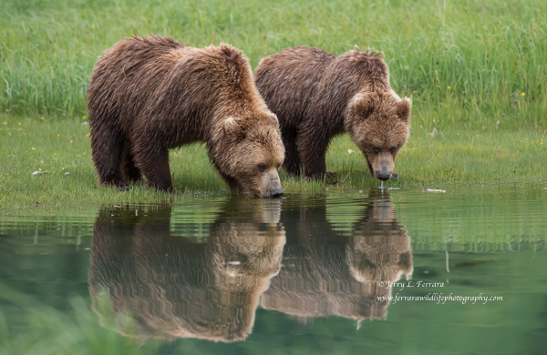 Brown Bear