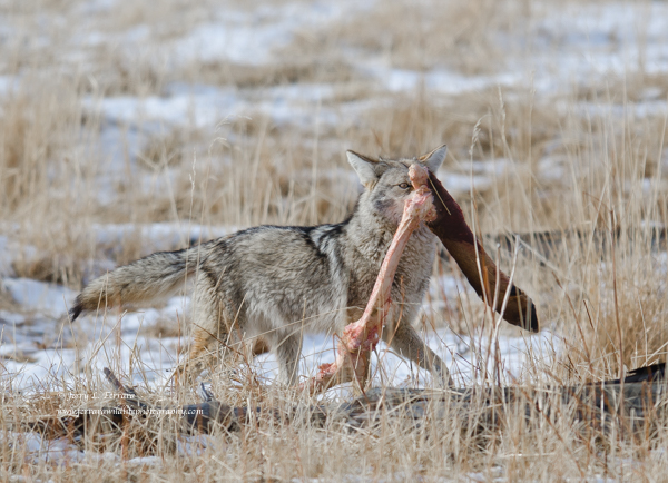 Coyote