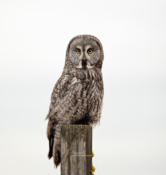 Great Gray Owl