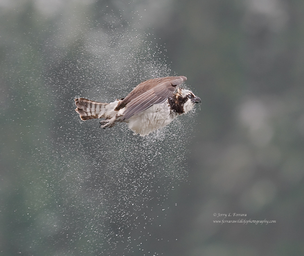 Osprey