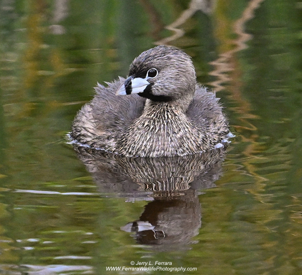 Pied-billed Grebe