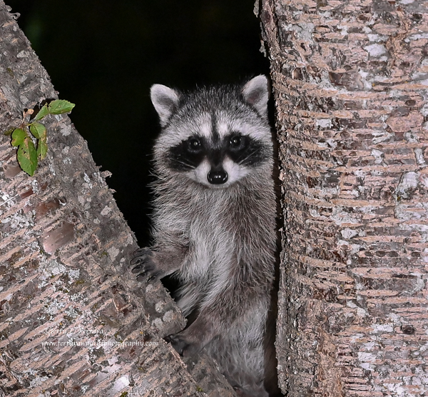 Raccoon