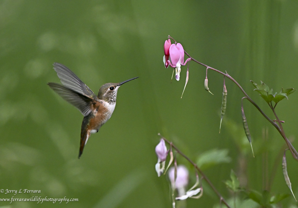 Rufous Hummingbird