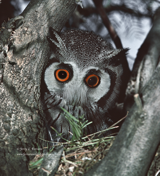 White-faced Scops Owl