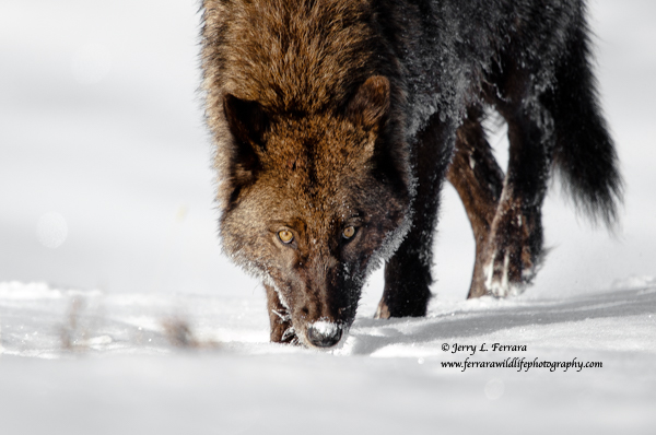 Gray Wolf