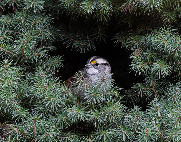 White-throated Sparrow