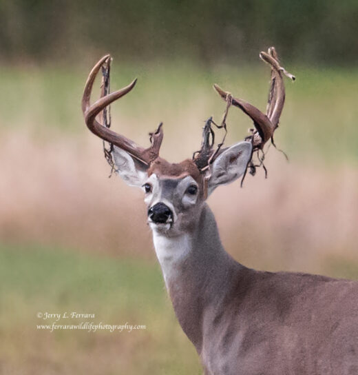 White-tailed Deer