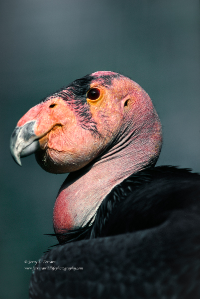 California Condor